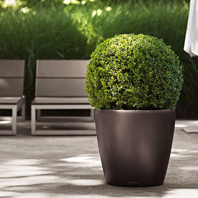 искусственные растения, искусственные растения стоимость, искусственные растения цена, искусственные растения москва, озеленение искусственными растениями, искусственные растения в офис