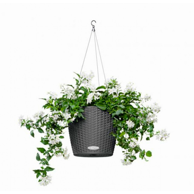 растения для офиса