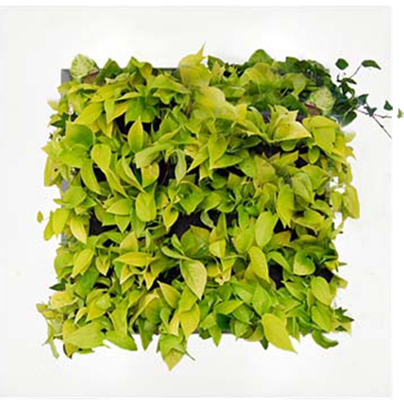 вертикальное озеленение