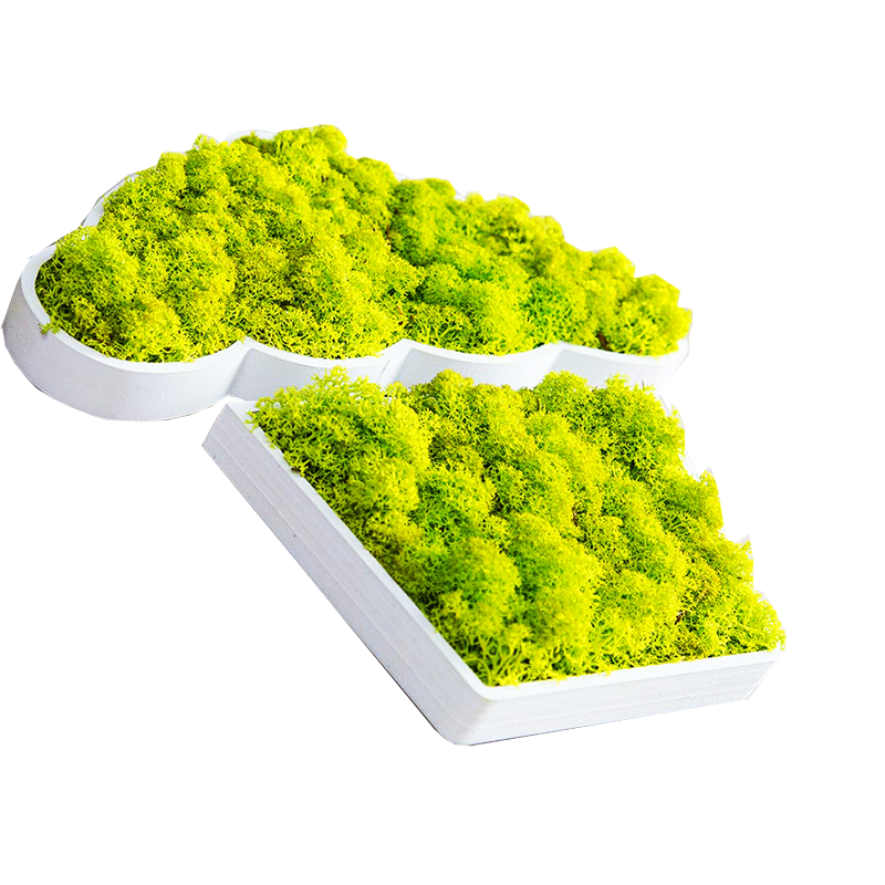 стабилизированный мох