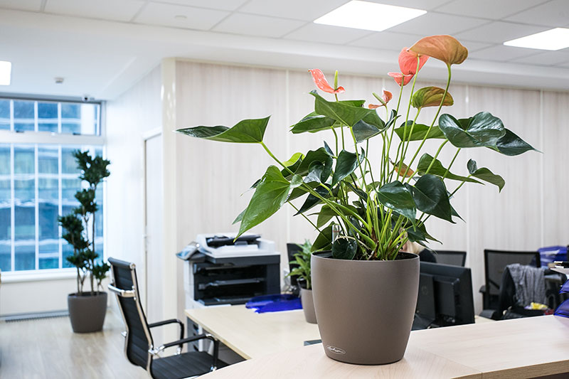 Озеленение офиса в г Москва и Москвоской области