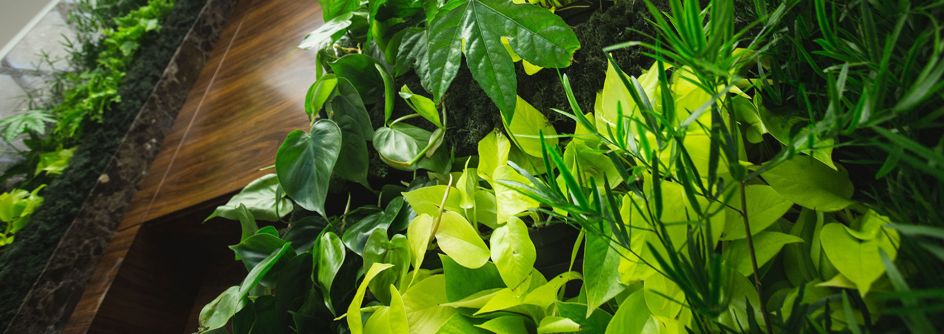 Озеленение офиса в г Москва и Москвоской области