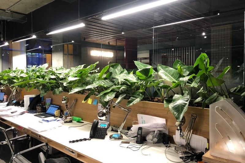 Озеленение офиса в г Москва и Москвоской области