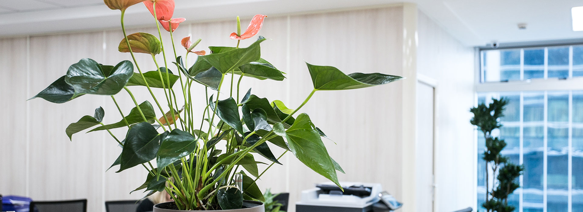 обслуживание растений, благоустройство и озеленение, ландшафтный дизайн москва, растения в офис, озеленение, озеленение офиса, озеленение интерьера, благоустройство и озеленение москва, mister green